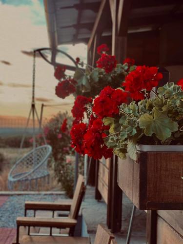a bunch of red flowers hanging from a building at ΛΩΤΟΣ in Kavala