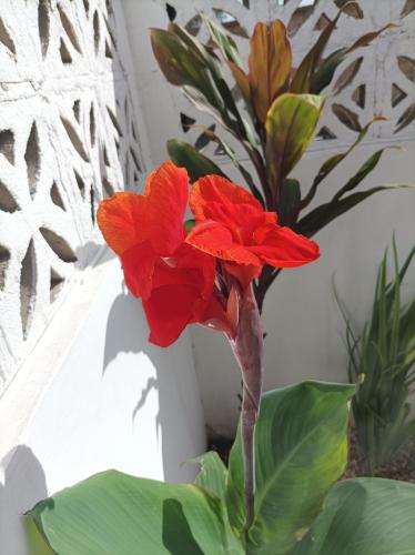 a red flower in a vase next to a window at Zanzicrown in Nungwi