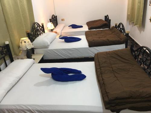 達哈布的住宿－Dahab Home bed&breakfast，一间设有四张床和蓝色枕头的客房