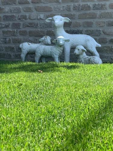 a group of sheep standing next to a brick wall at Vakantiewoning 't Rysselhof in Kaprijke