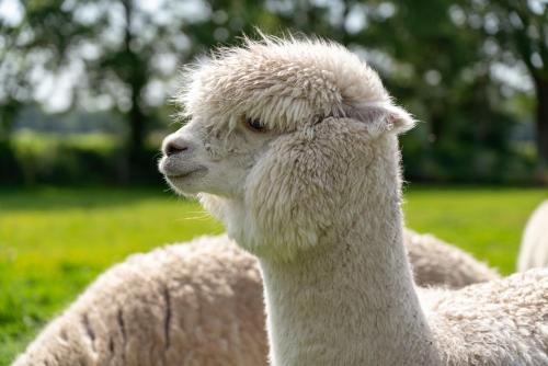 a close up of a white sheep at Inner Stillness Wellness Retreat in Albergen