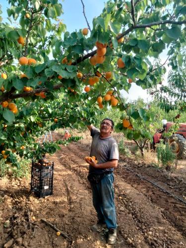 a man is standing under an orange tree at Agriturismo i doni del mandorlo in Alghero