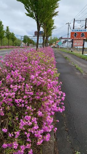 ein Feld mit rosa Blumen am Straßenrand in der Unterkunft ビジネスホテル幸楽 in Abashiri