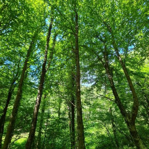 a forest filled with lots of lush green trees at Green House in Rijeka