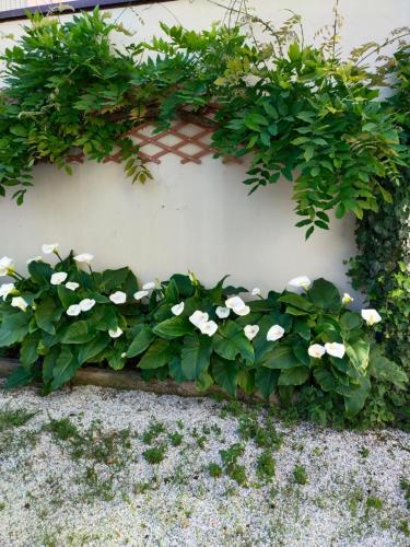 Κήπος έξω από το Hotel Goldene Rose