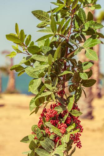 a bunch of red berries hanging from a tree at Oasis212 Dakhla in Dakhla