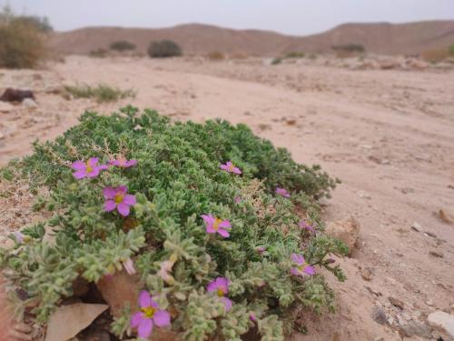 a patch of pink flowers in the desert at Desert Path in Beʼer Ora