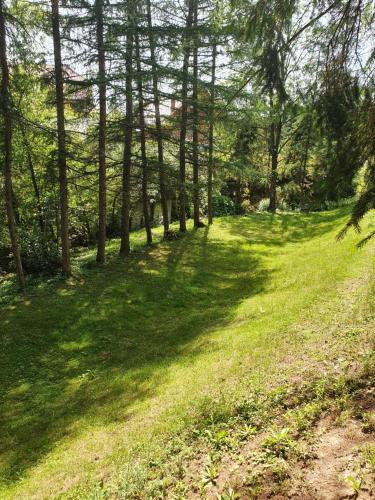 a path through a forest with trees and green grass at Domki letniskowe pod Brzozami Stella in Polańczyk