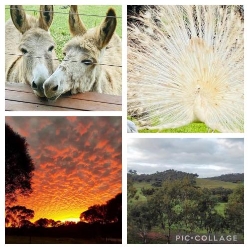 a group of four pictures of animals and the sunset at Sandalwood Downs Fabulous Farm Stay TOODYAY in Toodyay