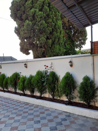 a line of trees against a white wall at Hotel LU-MA in Tbilisi City