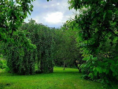 a group of trees in a field with green grass at Champêtre Park View Apartments in Rīga