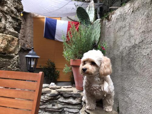a small dog is standing next to a wall at Gîtes chez Daniel "Cevennes 2" in Mars
