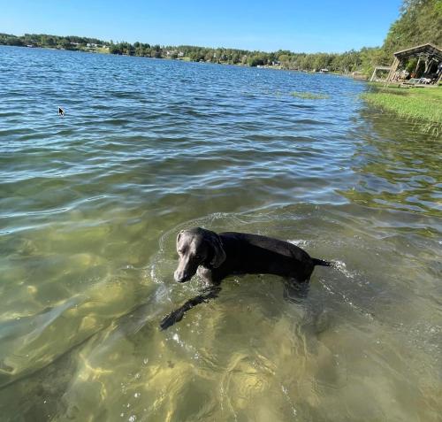 a dog standing in the water in a lake at The Fifth Promise - A Cozy Lakehouse Retreat in Chipley
