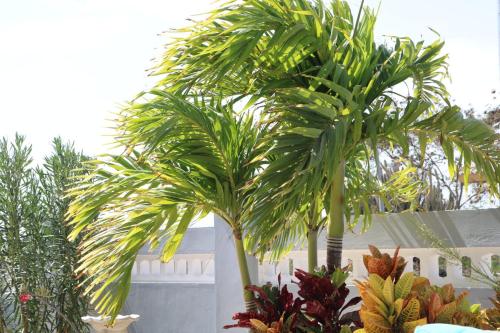 a palm tree in a garden next to a fence at Kas Trupial in Willemstad