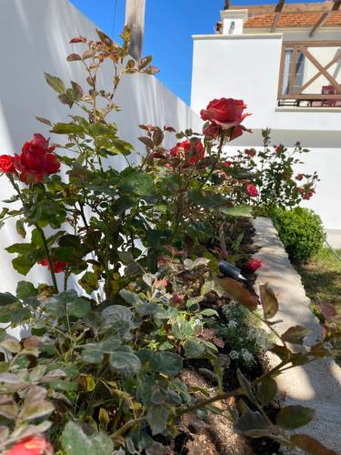 a garden with red roses and plants at Kouzoulis House in Éxo Khóra