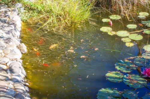 a pond filled with lots of kites and water lilies at Apartments Alexandros in Polykhrono