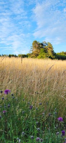 a field filled with tall grass and purple flowers at Pension am Wald in Gößweinstein