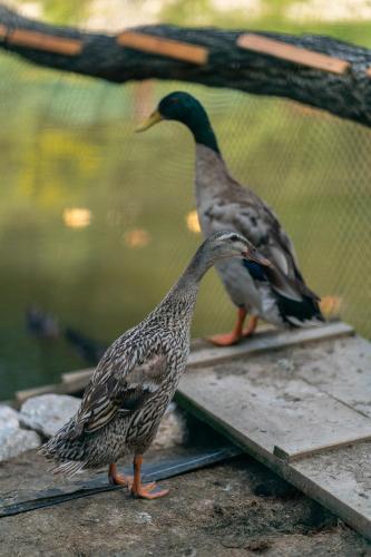two ducks standing on a ledge near the water at Zagroda Nad Kotelnią in Pawłowa