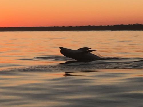 a dolphin swimming in the water at sunset at Whitmarsh in Edisto Island