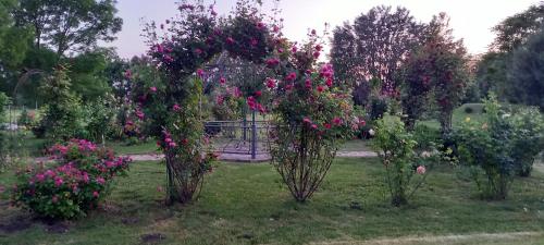 three bushes with pink flowers in a garden at Salaš Đorđević in Subotica