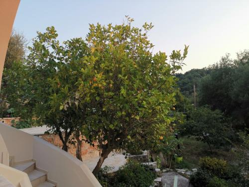 an orange tree on the balcony of a house at Perithia Cottage in Perítheia