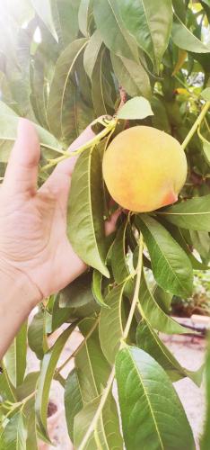 a hand reaching up to a small yellow fruit on a tree at Alegria apartments in Gaios