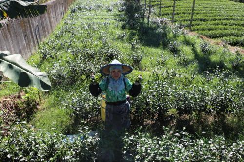 a woman wearing a hat standing in a garden at De Ren Tea Gardens in Meishan