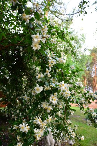 a bunch of white flowers on a tree at Sowa i Kumple in Drezdenko