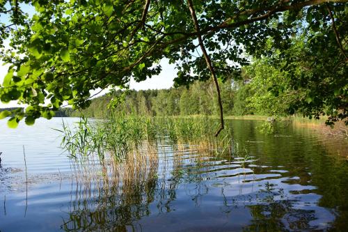 a view of a lake with trees and the water at Sowa i Kumple in Drezdenko
