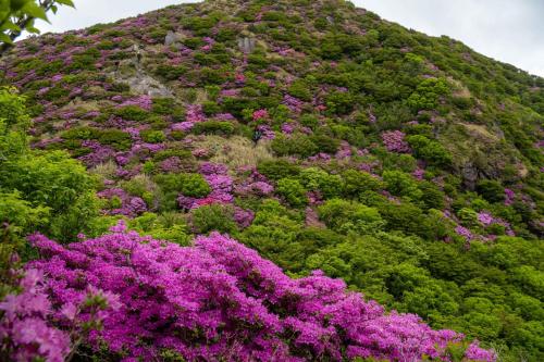 a hill covered in purple and green plants and flowers at TSUDOI guest house in Unzen
