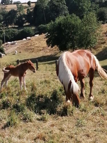 a horse and a baby horse standing in a field at La Maison des Rosiers in Manhac