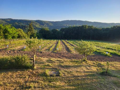 a field with trees in the middle of it at Venera in Kosjerić