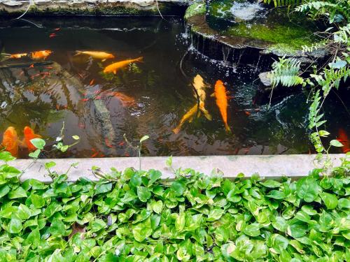 a group of goldfish swimming in a pond at Hotel La Villa Khon Kaen in Khon Kaen