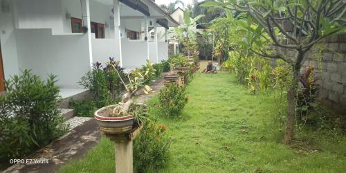 a row of potted plants in a garden at Murni house in Ambat