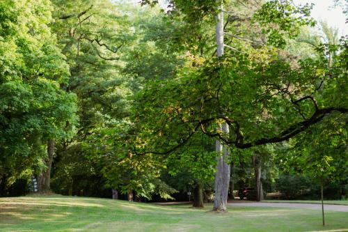 a tree in a park with green grass at Loft-Apartment - Bestlage am Kurpark mit Terrasse - kostenloses Parken - Küche - Netflix - Waschmaschine in Wiesbaden