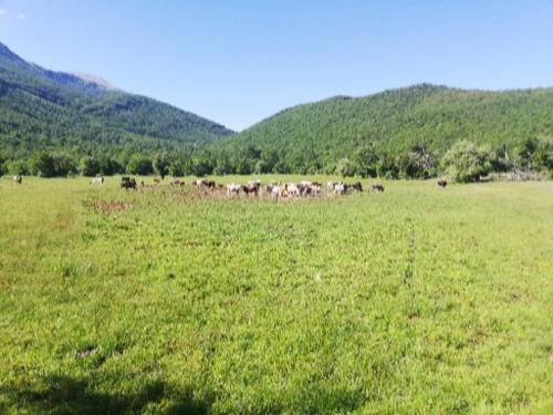 a herd of animals grazing in a field of grass at Lile Pestani Accommodation in Peštani