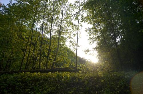 a forest with the sun shining through the trees at Apartments with Private Saunas & WELLNESS Gobi in Podčetrtek
