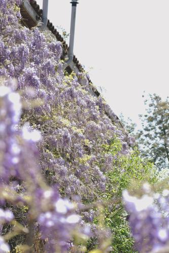 a bunch of purple flowers on the side of a building at Le Hibou @ Le Prielle in Madiran