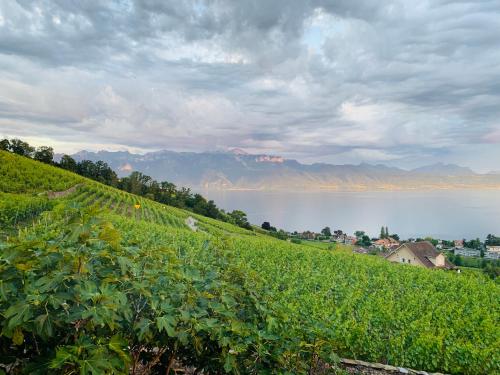 a vineyard with a view of a lake and mountains at #Lavaux in Lutry