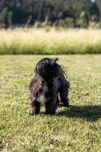 a small black dog standing in the grass at Holiday Home Lož in Stari Trg pri Ložu