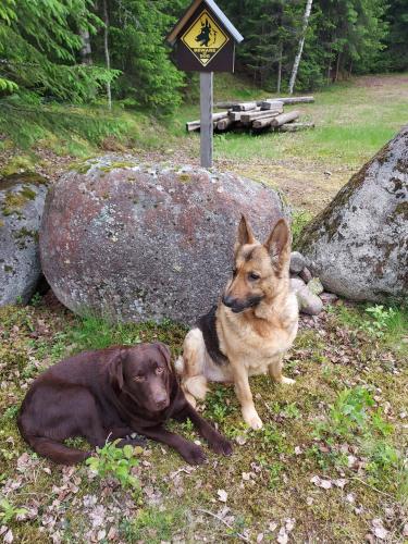 two dogs laying in the grass next to a sign at The Old Logging Camp in Yttermalung