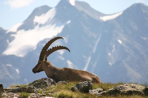 a ram with large horns standing on a mountain at s'Huamatl in Sankt Leonhard im Pitztal