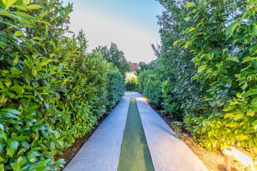 a long path between two rows of trees at Holiday house Mala in Sinj