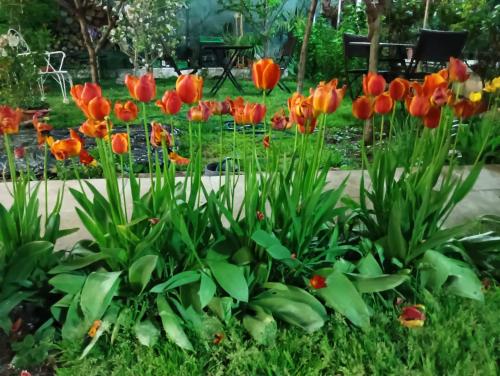 a bunch of orange tulips in a garden at Residencial Playa Lisa in Boadilla del Monte