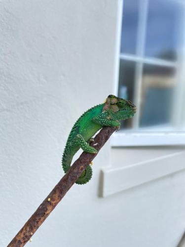 ゲストハウスの敷地内または近くにいる動物