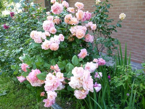 Jardín al aire libre en B&B The Roses Garden