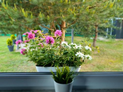 Jardín al aire libre en Domek Konrad - balia ogrodowa dodatkowo płatna