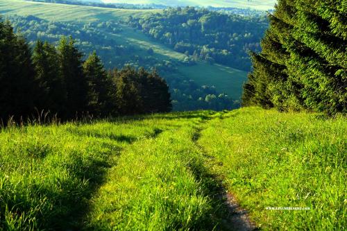 a grassy hillside with a trail in the grass at Niedźwiedzia Dolina in Przybyszów
