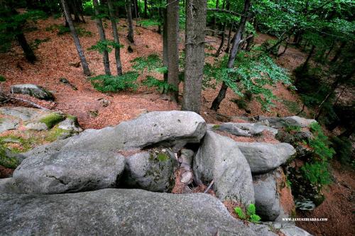 a group of rocks and trees in a forest at Niedźwiedzia Dolina in Przybyszów