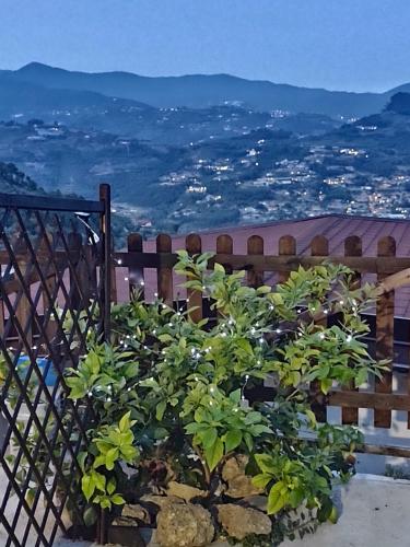 a plant in front of a fence with a view at Bungalow Sixdays 2 in Camporosso